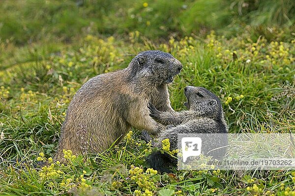 Alpenmurmeltier (Marmota marmota)  erwachsen  mit Jungtieren spielend  Nationalpark Hohe Tauern  Kärnten  Österreich  Europa