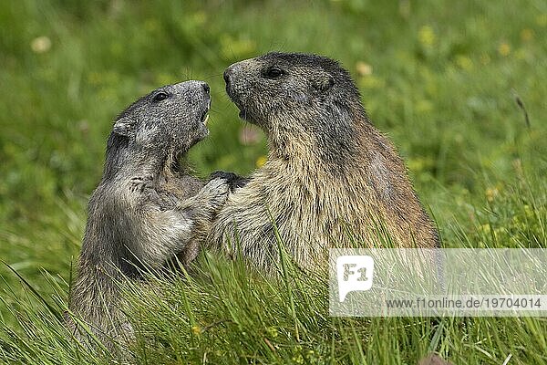 Alpenmurmeltier (Marmota marmota)  erwachsen  mit Jungtieren spielend  Nationalpark Hohe Tauern  Kärnten  Österreich  Europa