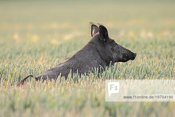 Einsames Wildschwein (Sus scrofa)  Sau  Weibchen auf Futtersuche im Weizenfeld  Maisfeld im Sommer