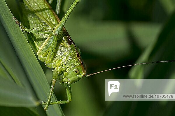 Grünes Heupferd (Tettigonia viridissima)  erwachsenes Weibchen  Imago auf einem Stängel auf einer Wiese im Sommer