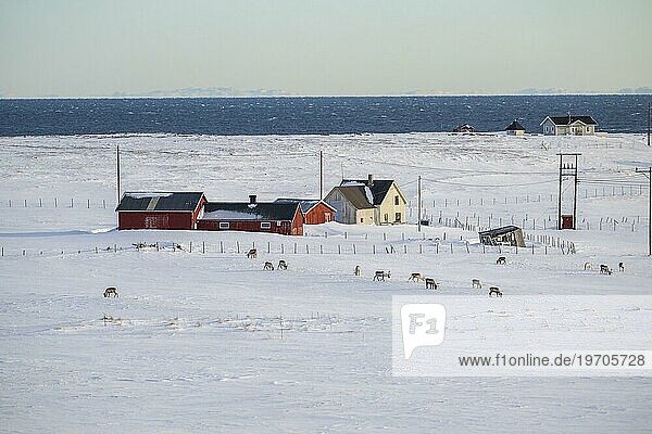 Reindeer (Rangifer tarandus) in front of houses  snowy landscape  Varanger Peninsula  Troms og Finnmark  Norway  Europe