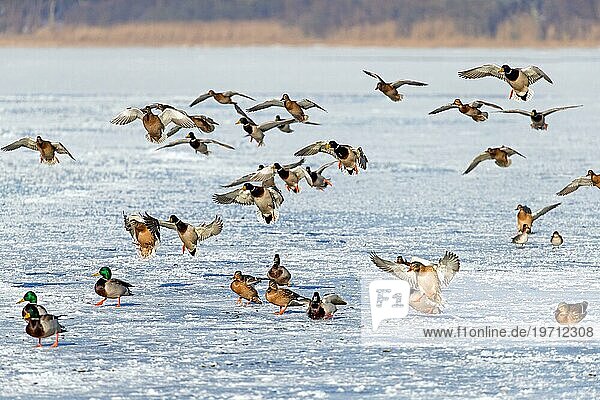 Schwarm Stockenten (Anas platyrhynchos)  Stockenten  Männchen  Erpel und Weibchen  die im Winter auf dem Eis eines zugefrorenen Teichs zur Ruhe kommen