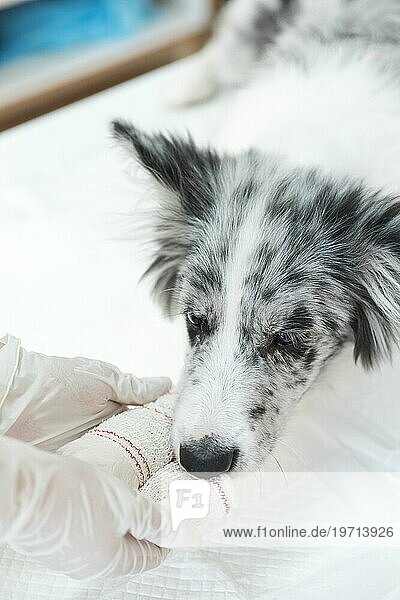 Verletzter Hund mit weißem Verband an der Pfote