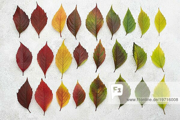 Draufsicht schöne farbige Herbstblätter