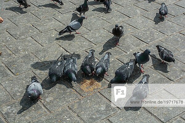 Schöne Tauben füttern in einer städtischen Umgebung