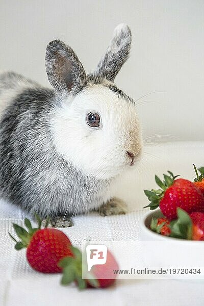 Portrait niedliches Kaninchen Erdbeere