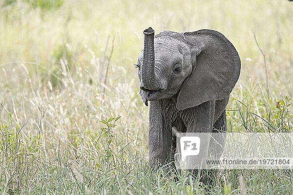 Afrikanischer Elefant  auch Afrikanischer Steppenelefant (Loxodonta africana) oder Afrikanischer Buschelefant  hebt den Rüssel  Jungtier  Kalb  juvenil  Tarangire Nationalpark  Tansania  Afrika