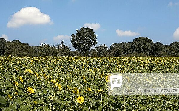 Sunflower field (Helianthus annuus)  Borken  Münsterland  North Rhine-Westphalia  Germany  Europe