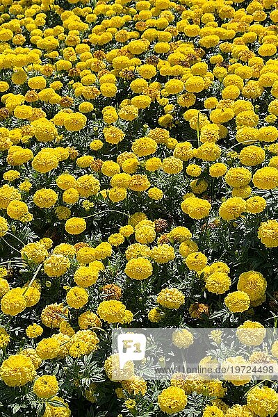 Schöne frische Blumen als Hintergrund
