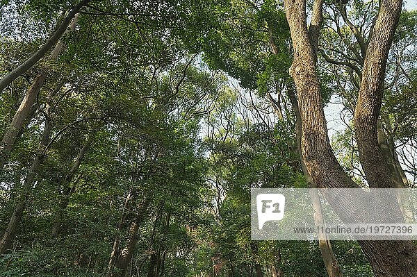 Wald mit Bäumen in Nahaufnahme 4