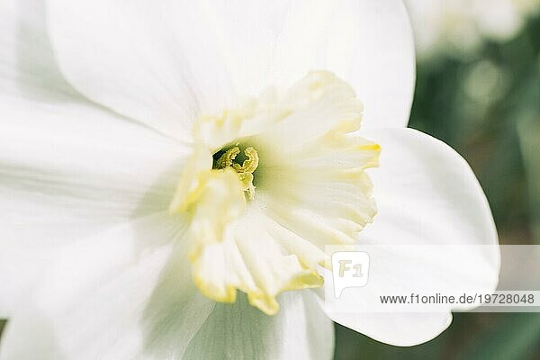Weißgelbe Narzissenblüte Frühling