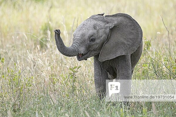 Afrikanischer Elefant  auch Afrikanischer Steppenelefant (Loxodonta africana) oder Afrikanischer Buschelefant  hebt den Rüssel  Jungtier  Kalb  juvenil  Tarangire Nationalpark  Tansania  Afrika