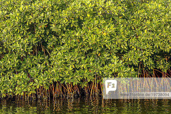 Mangrove on a waterway in Saloum  Senegal  West Africa  Africa