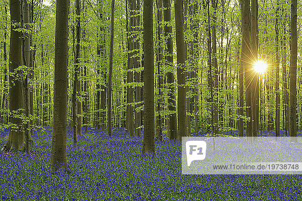 Bluebells (Hyacinthoides non-scripta) blooming in beech forest at sunrise