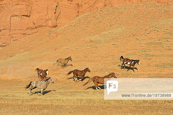 USA  Wyoming  Wild horses galloping through Bighorn Mountains