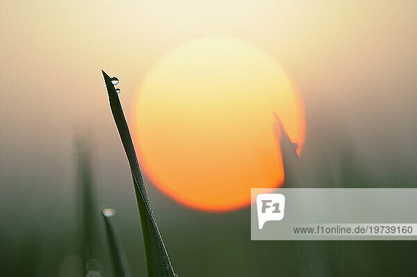 Dew on blade of grass at sunrise