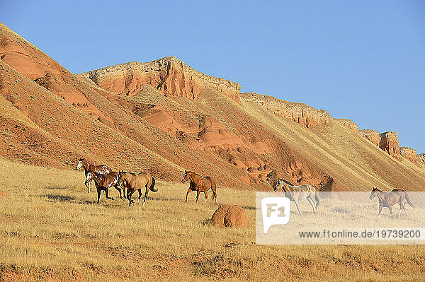 USA  Wyoming  Wild horses galloping through Bighorn Mountains