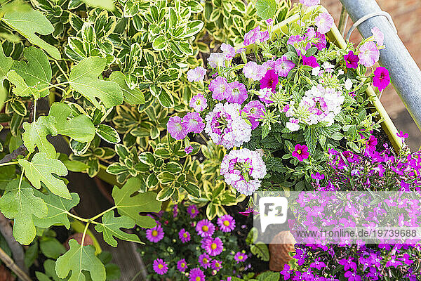 Pink and green plants cultivated in balcony garden