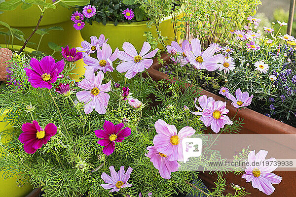 Pink potted flowers blooming in summer