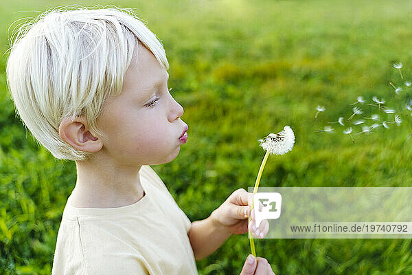 Blond boy blowing dandelion flower in field