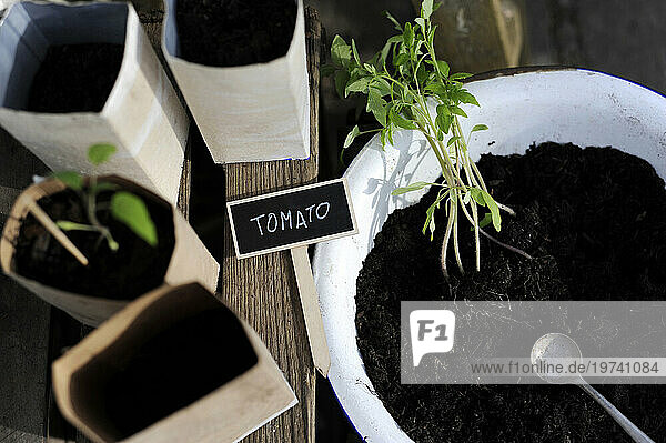 Planting of tomato seedlings into bowl with soil