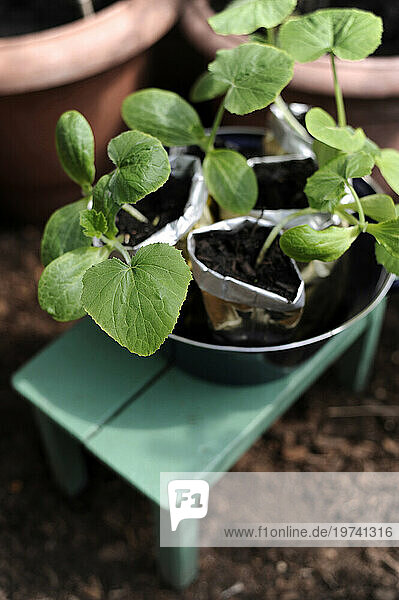 Planting of zucchini seedlings into bowl with soil