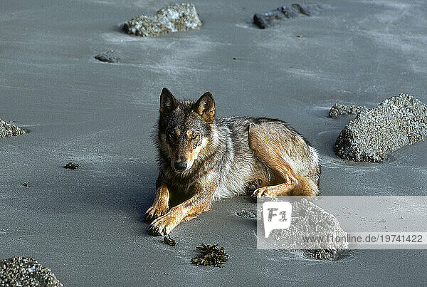 Gray Wolf (Canis Lupus Crassodon) On Pacific Beach  Clayoquot Sound Vancouver Island  British Columbia  Canada