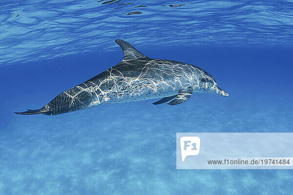 Atlantic Spotted Dolphin (Stenella frontalis) have been sighted in herds of several thousand  although they are more often found in smaller groups; Bahamas