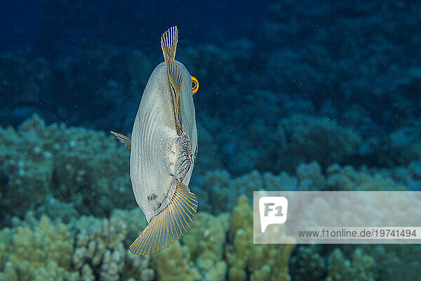 Barred filefish (Cantherhines dumerilii) reaches 15 inches in length and feed mainly on branching corals. This individual is using its independent eye movement to look behind as it swims away; Hawaii  United States of America