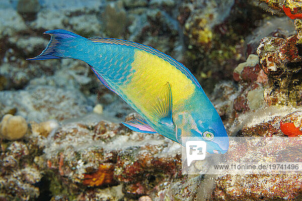 Between the initial or juvenile phase and the terminal or final phase of a Palenose parrotfish (Scarus psittacus)  it temporarily has a yellow patch on its side. This individual is 5 inches in length and will be one foot long as an adult; Hawaii  United States of America