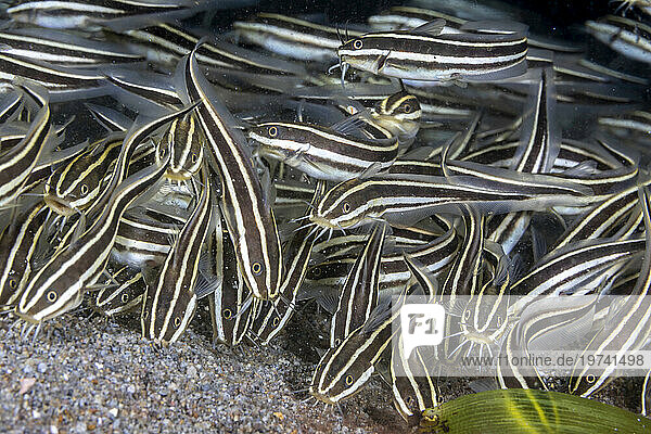 These Striped catfish (Plotosus lineatus) have a venomous spine in front of the pectoral fin; Philippines