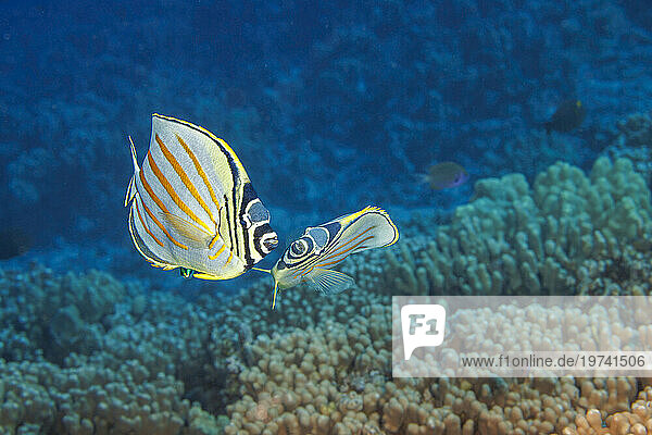 Ornate Butterflyfish (Chaetodon ornatissimus) is often found in pairs and feed on live coral; Hawaii  United States of America