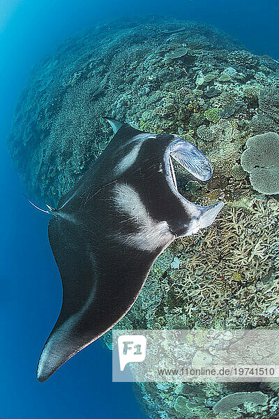 Reef manta ray (Mobula alfredi) glides along a coral ridge looking for a cleaning station. This species was previously Manta alfredi; Fiji