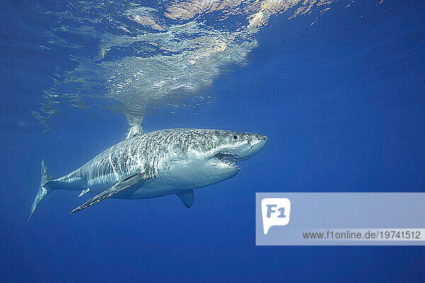 Portrait of a Great White Shark (Carcharodon carcharias); Guadalupe Island  Mexico
