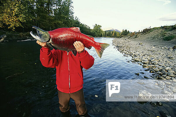 Fisherman displays his sockeye salmon catch; Kenai  Alaska  United States of America