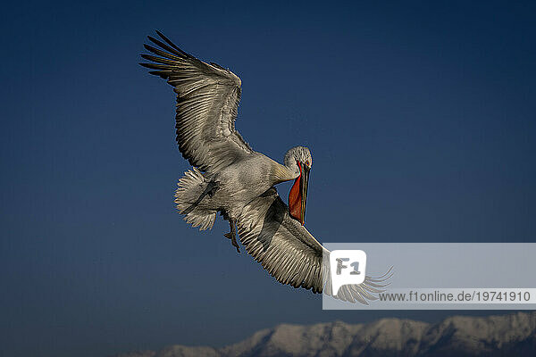 Dalmatian pelican (Pelecanus crispus) spreads wings by snow-capped peaks; Central Macedonia  Greece
