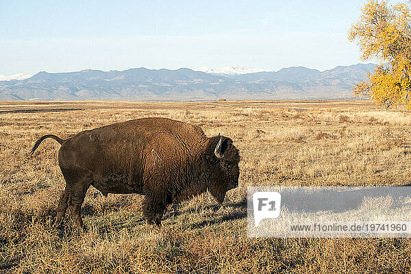 American Bison bull (Bison bison) in the grasslands of the Rocky Mountain Arsenal National Wildlife Refuge  Colorado  with the Rocky Mountains towering in the distance; Colorado  United states of America