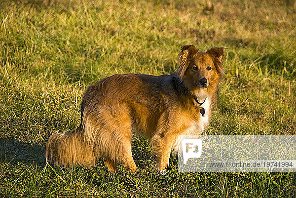 Portrait of a long-haired dog on grass