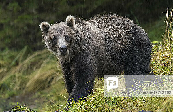 Portrait of a Brown bear (Ursus arctos) looking at the camera  in Pavlof Harbor  Inside Passage  Alaska  USA; Alaska  United States of America