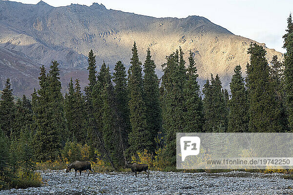 Two cow moose (Alces alces) crossing a rocky stream bed in Denali National Park; Denali National Park & Preserve  Interior Alaska  Alaska  United States of America
