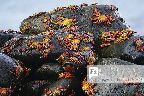 Sally lightfoot crabs (Grapsus graspsus) at Punta Suarez on Espanola Island; Espanola Island  Galapagos Islands  Ecuador