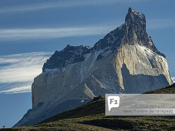 Lone Guanaco (Lama guanicoe) is dwarfed by the mountains in Torres del Paine National Park; Patagonia  Chile