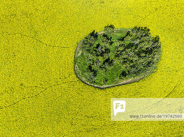 Aerial view  looking straight down at a grouping of green trees in a ripe golden canola field  west of Calgary  Alberta; Alberta  Canada