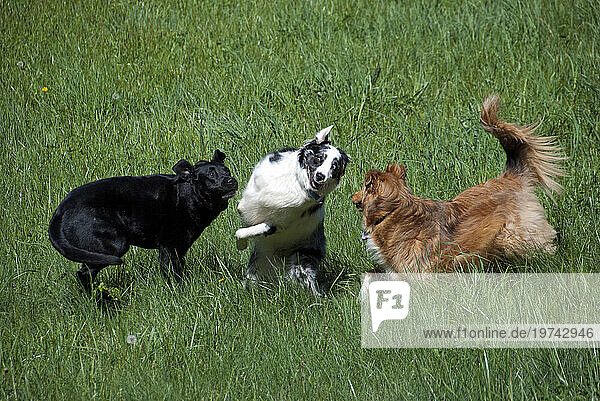 Three dogs playing together in a grass field