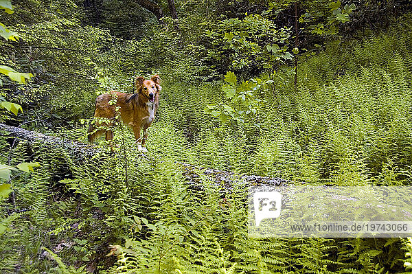Collie golden retriever mix-breed dog stands on a log among ferns in a woodland area