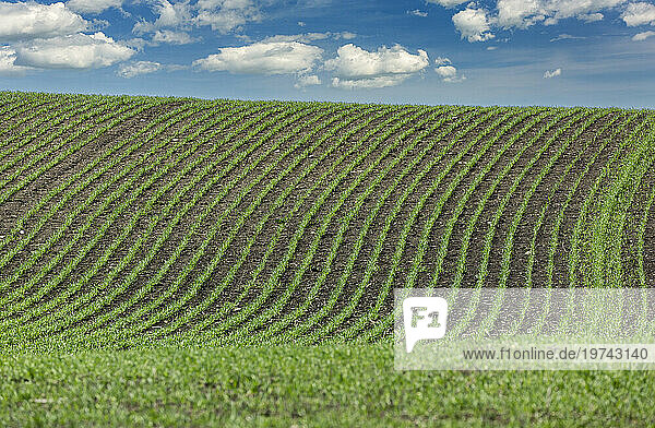 Lines of an early grain on a rolling hill with a blue sky and clouds; East of Airdrie  Alberta  Canada