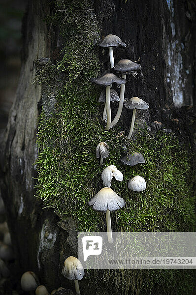 Mushrooms growing on a tree trunk around green moss