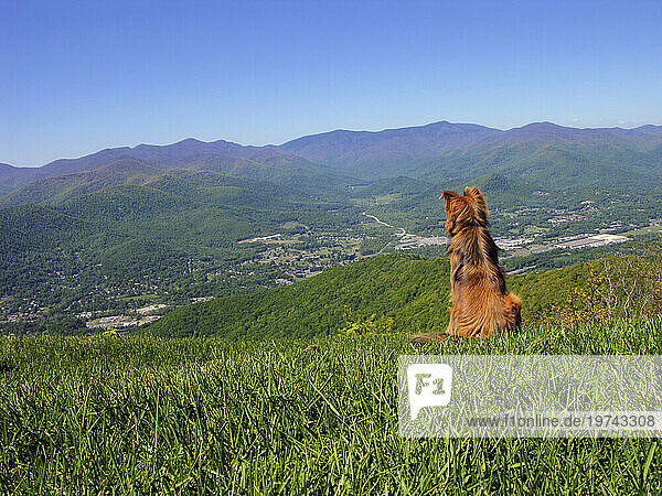 Collie Golden Retriever mixed breed dog sits on a grassy hillside looking out over an expansive view of a valley and mountains