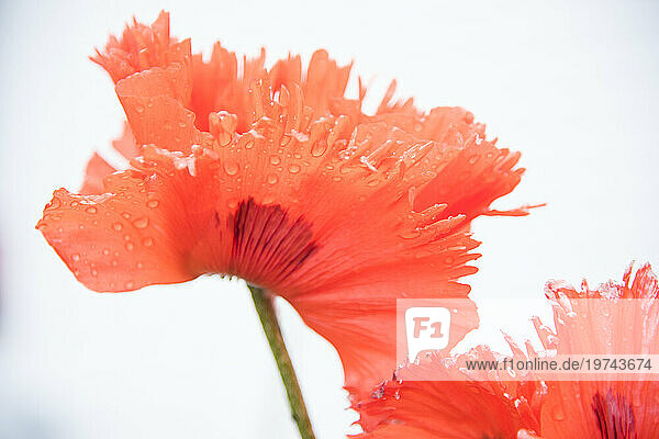 Close-up detail of red poppy flowers with water droplets against a white background; Alaska  United States of America