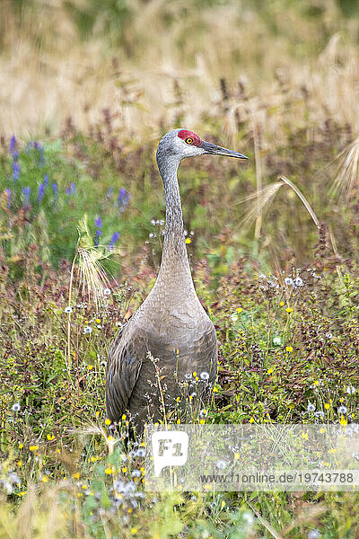 Sandhill Crane (Antigone canadensis) standing in a field surrounded by colorful flowers at Creamer's Field Migratory Waterfowl Refuge in Fairbanks; Fairbanks  Alaska  United States of America